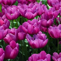 Tulip Purple Prince,Tulipa Purple Prince,Tulipe Purple Prince,Single Early Tulips, Purple Tulips, Tulipes Simples Hatives